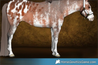Horse Color:White Spotted Bay Appaloosa 