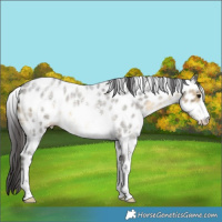 Horse Color:Buckskin Roan Sabino Appaloosa Rabicano 