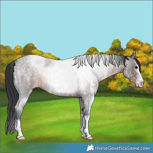 Horse Color:Brown Roan Sabino Rabicano