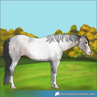 Horse Color:Brown Roan Sabino Rabicano