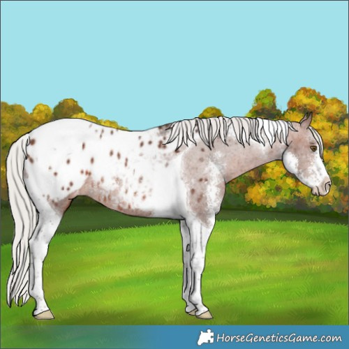 Horse Color:Silver Brown Sabino Tobiano Appaloosa Rabicano