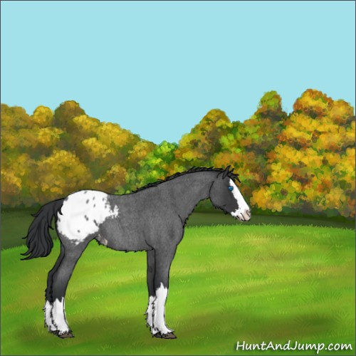 Horse Color:Blue Roan Splash Appaloosa 