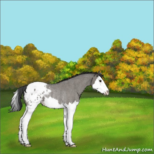 Horse Color:Grullo Roan Splash Appaloosa Rabicano 