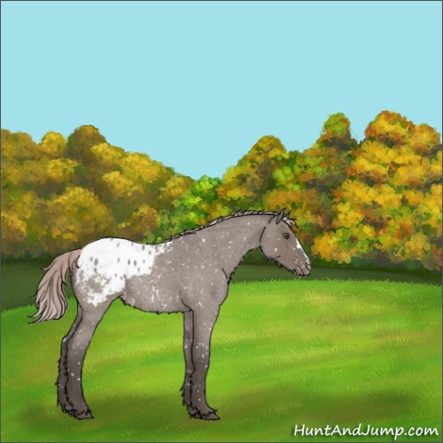 Horse Color:Silver Grullo Roan Appaloosa Rabicano 