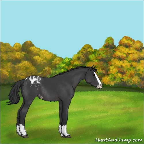 Horse Color:Black Sabino Splash Appaloosa Rabicano 