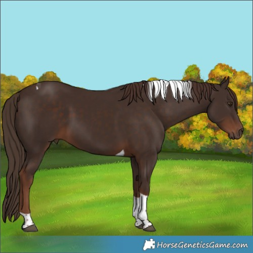 Horse Color:Liver Chestnut Tobiano 