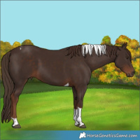 Horse Color:Liver Chestnut Tobiano 