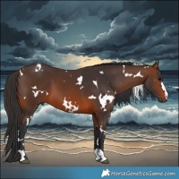 Horse Color:White Spotted Brown