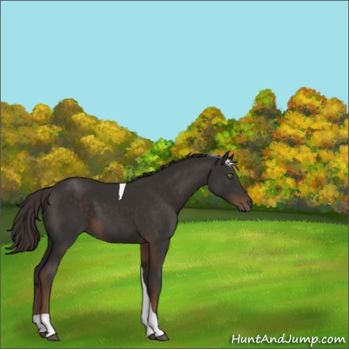 Horse Color:Liver Chestnut Tobiano