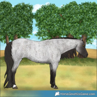 Horse Color:Liver Red Roan