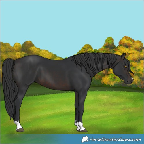Horse Color:Brown 