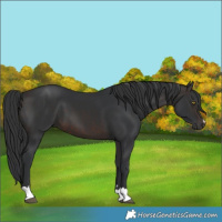 Horse Color:Brown 