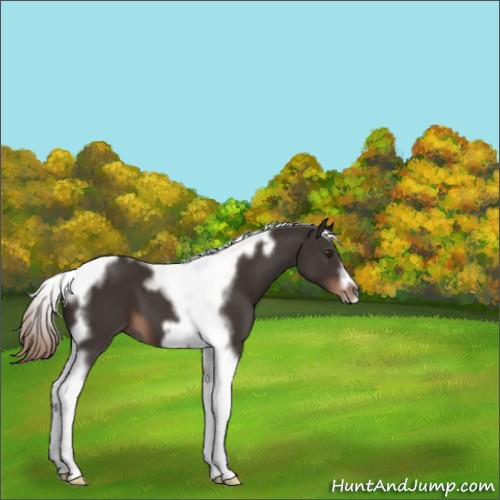 Horse Color:Liver Chestnut Tobiano Frame