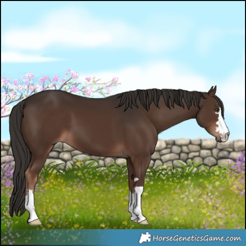 Horse Color:Liver Chestnut 