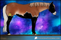 Horse Color:Chestnut Splash 