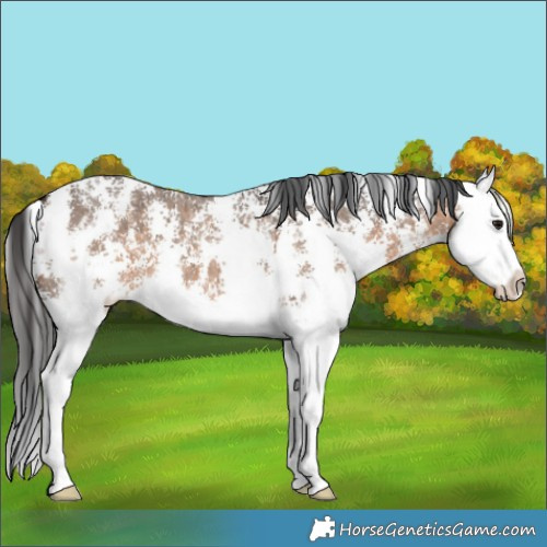 Horse Color:Brown Dun Sabino Splash Brindle 