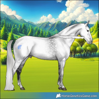 Horse Color:Gray Blue Roan Appaloosa  and Gray Black 