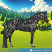 Horse Color:Gray Blue Roan Appaloosa  and Gray Black 