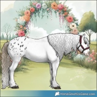 Horse Color:Smoky Black Appaloosa Rabicano 