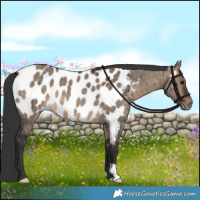 Horse Color:Brown Dun Appaloosa Brindle 