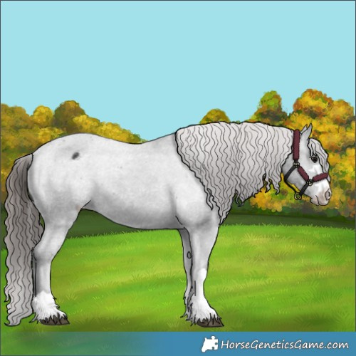 Horse Color:Black Appaloosa Rabicano 