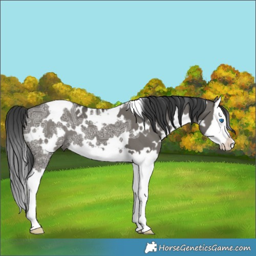 Horse Color:White Spotted Grullo Ice Splash 