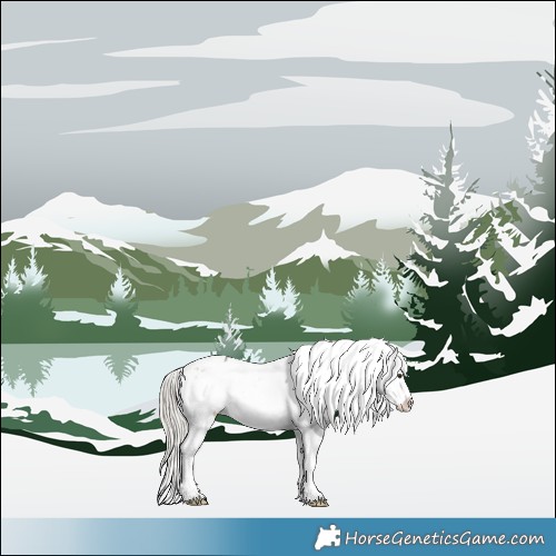 Horse Color:White Spotted Silver Buckskin Dun Sabino Appaloosa 