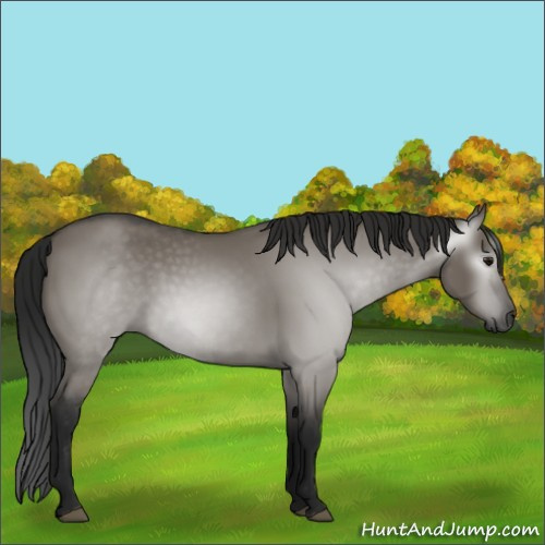 Horse Color:Gray Grullo