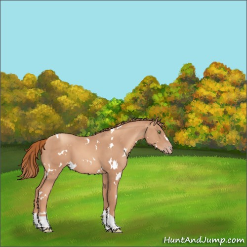 Horse Color:White Spotted Gold Champagne Tobiano 