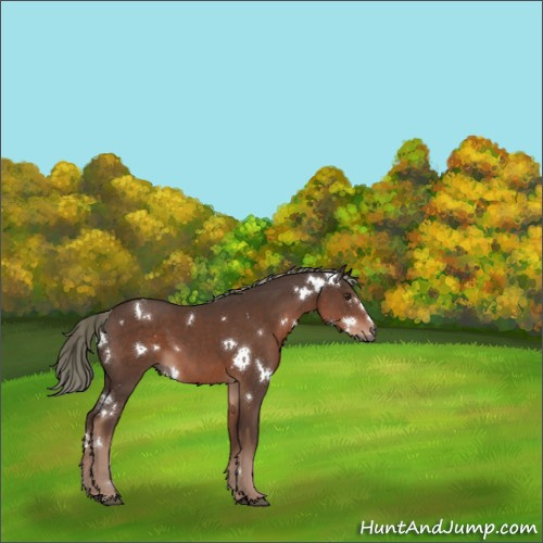 Horse Color:White Spotted Liver Chestnut Mushroom 
