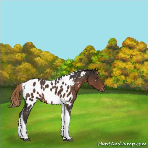 Horse Color:Liver Chestnut Tobiano Appaloosa Rabicano 
