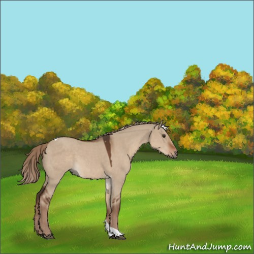 Horse Color:Liver Red Dun Tobiano 