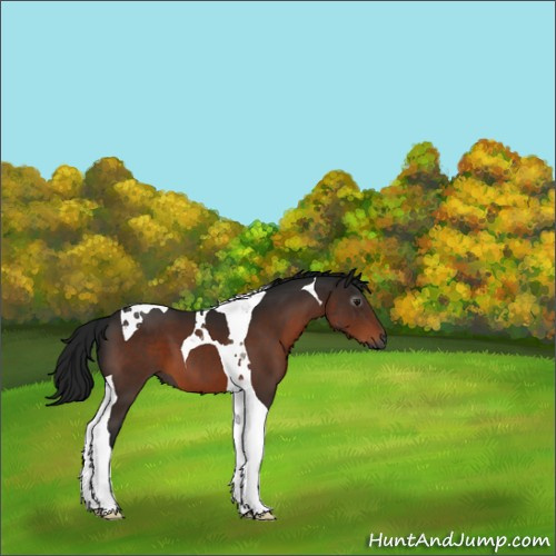 Horse Color:Gray Bay Mushroom Tobiano 