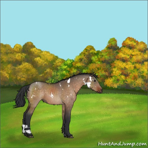 Horse Color:White Spotted Brown Dun 