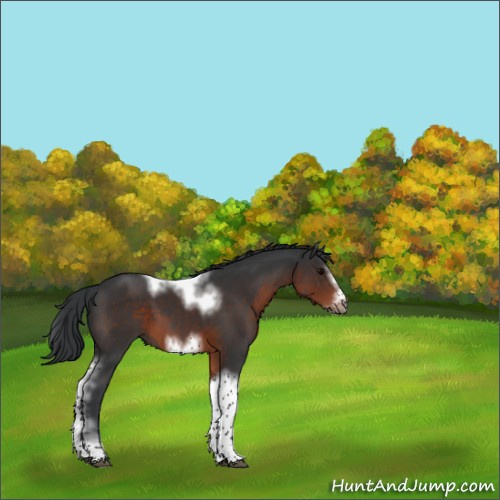 Horse Color:Brown Sabino Tobiano Frame 