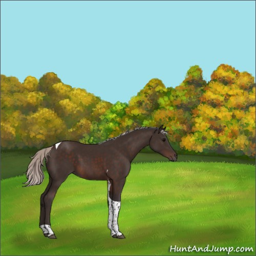 Horse Color:Silver Brown Tobiano 