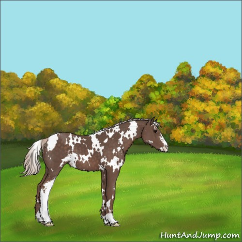 Horse Color:White Spotted Silver Black Sabino 