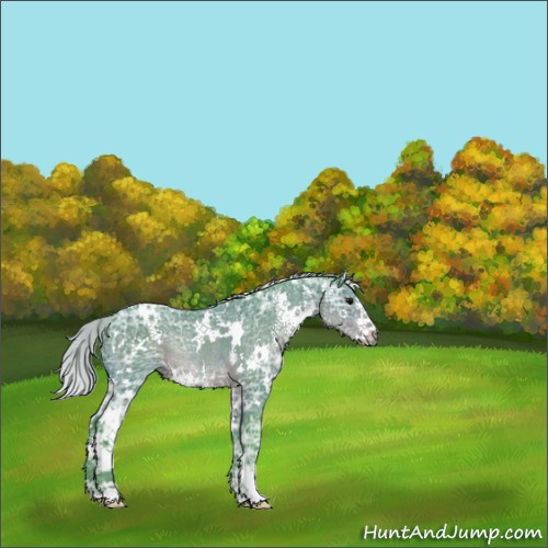 Horse Color:Watercolor White Spotted Silver Brown Ice Sabino Rabicano 