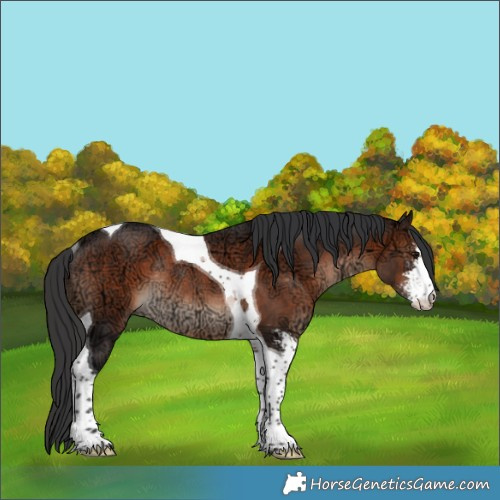 Horse Color:Brown Ice Sabino Tobiano Rabicano 