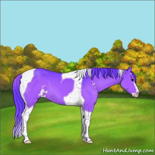 Horse Color:Watercolor Black Sabino Tobiano 