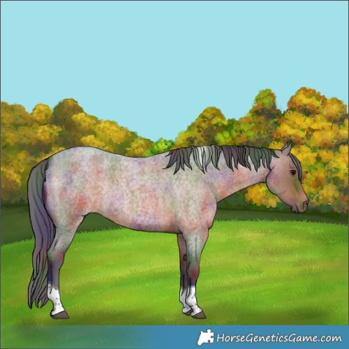 Horse Color:Nacre Brown Roan Tobiano Rabicano 