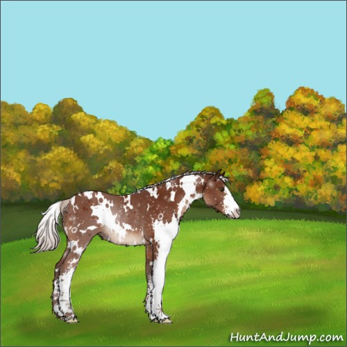 Horse Color:White Spotted Silver Brown Sabino Rabicano 