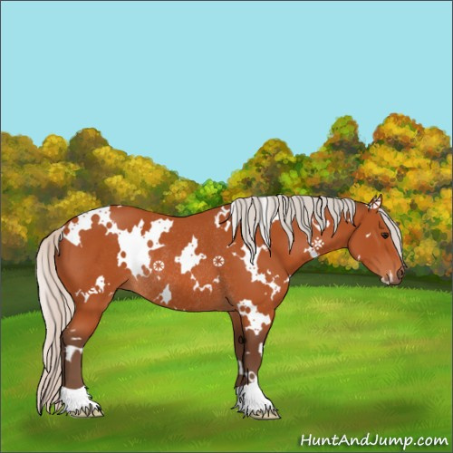Horse Color:White Spotted Silver Bay Rabicano 
