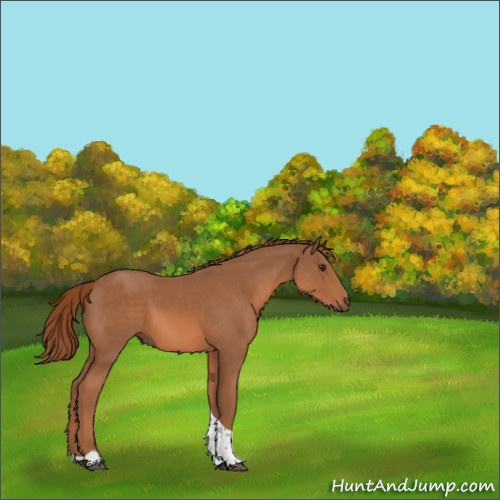Horse Color:Chestnut Tobiano 