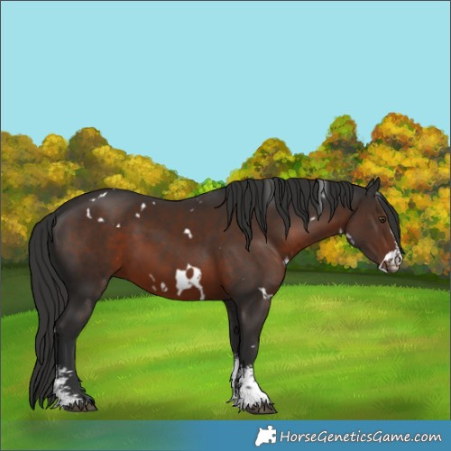 Horse Color:White Spotted Liver Chestnut Sabino 