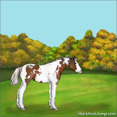 Horse Color:White Spotted Silver Brown Splash Tobiano 