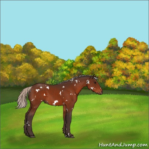 Horse Color:White Spotted Silver Bay 