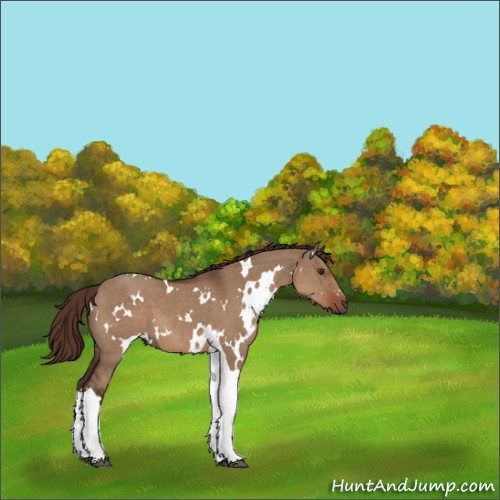 Horse Color:White Spotted Liver Red Dun Tobiano 