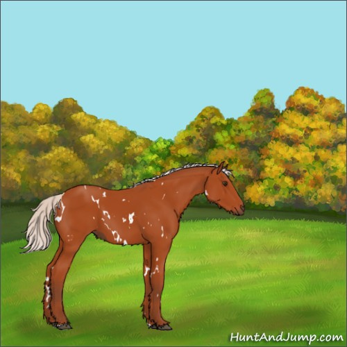 Horse Color:White Spotted Silver Bay 