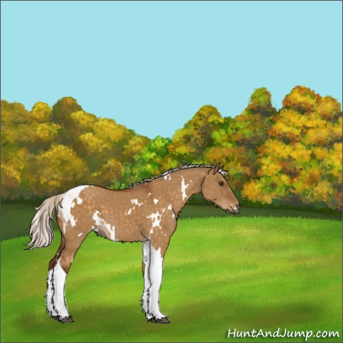 Horse Color:White Spotted Silver Buckskin Dun Tobiano 